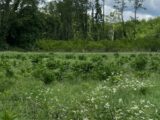Terrain à bâtir à Landiras (33720) 2267347-10776annonce1202509118npVg.jpeg Maisons France Confort
