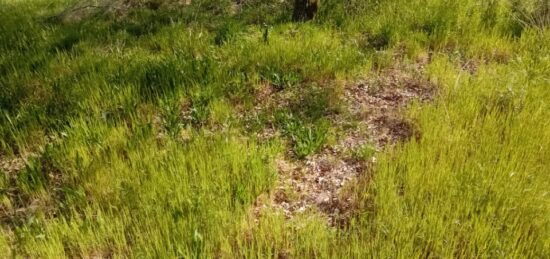 Terrain à bâtir à , Gironde