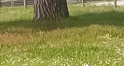 Gujan-Mestras Terrain à bâtir - 2282048-11244annonce320250924LZkVh.jpeg Maisons France Confort