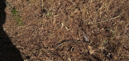 Terrain à bâtir à Saint-Gély-du-Fesc, Occitanie