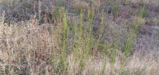 Terrain à bâtir à Baho, Occitanie