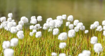 La Teste-de-Buch Terrain à bâtir - 2233163-11279annonce120250725Ron90.jpeg Maisons France Confort