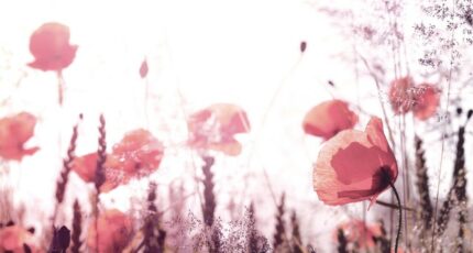 Gujan-Mestras Maison neuve - 2240525-11279annonce120250804BmWgg.jpeg Maisons France Confort