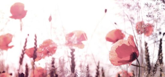 Terrain à bâtir à Gujan-Mestras, Nouvelle-Aquitaine