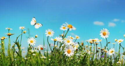 Cazoulès Maison neuve - 2266841-11302annonce120250910H4sAg.jpeg Maisons France Confort