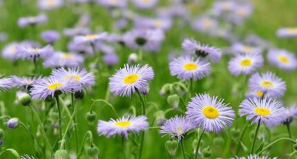 Varetz Maison neuve - 2267056-11302annonce120250910PPJSO.jpeg Maisons France Confort