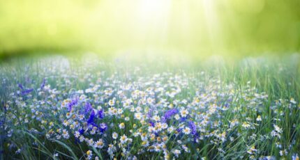 Cabanac-et-Villagrains Terrain à bâtir - 2272607-11306annonce120250916aJT5x.jpeg Maisons France Confort