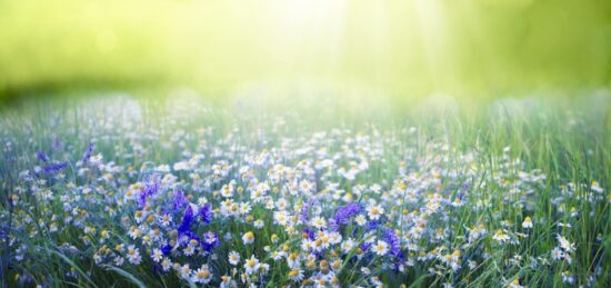Terrain à bâtir à Cabanac-et-Villagrains, Nouvelle-Aquitaine