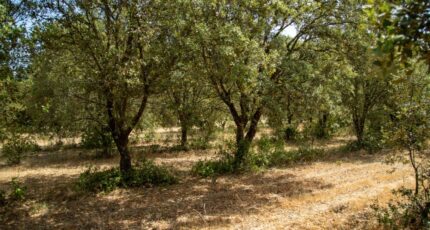 Grillon Terrain à bâtir - 2289543-812annonce320251001VsgoU.jpeg Maisons France Confort
