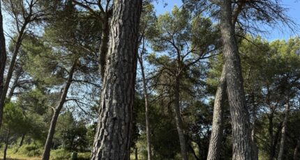 Guzargues Terrain à bâtir - 2247562-11455annonce120250820fTAzU.jpeg Maisons France Confort