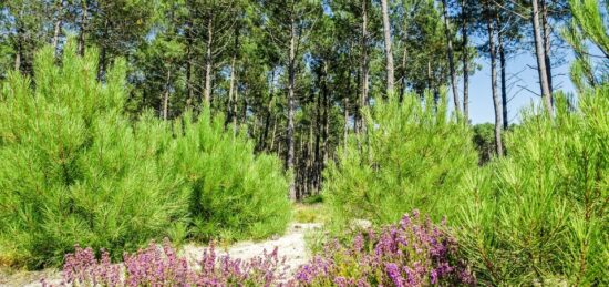 Terrain à bâtir à Seignosse, Nouvelle-Aquitaine