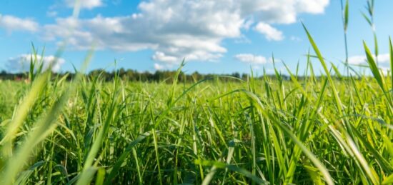 Terrain à bâtir à Portets, Nouvelle-Aquitaine