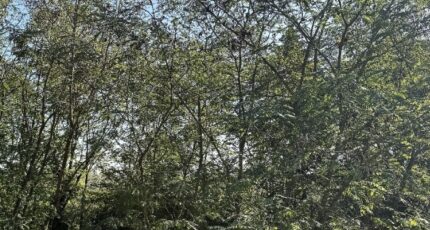 Langon Maison neuve - 2297230-11251annonce220251007W5WfT.jpeg Maisons France Confort