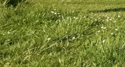 Périgueux Maison neuve - 2292096-11235annonce1202510039sPvS.jpeg Maisons France Confort