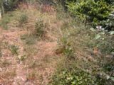 Terrain à bâtir à Loupiac (33410) 2304017-3601annonce120250801Ky5Lw.jpeg Maisons France Confort