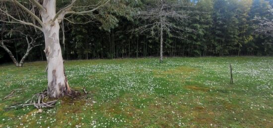 Terrain à bâtir à Libourne, Nouvelle-Aquitaine