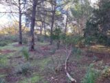 Terrain à bâtir à Puget-sur-Argens (83480) 2314468-11157annonce4202510225r7JZ.jpeg Maisons France Confort