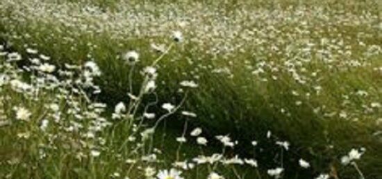 Terrain à bâtir à Avoine, Centre-Val de Loire