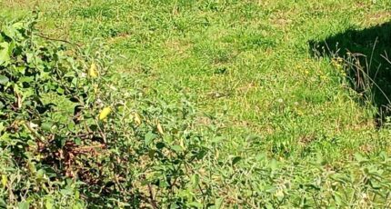 Carignan-de-Bordeaux Maison neuve - 2316248-11596annonce620251023bli3A.jpeg Maisons France Confort