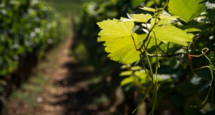 Le Temple Terrain à bâtir - 2259991-11262annonce120250904ELfGa.jpeg Maisons France Confort