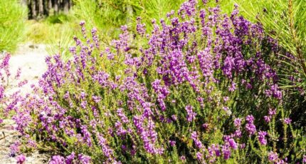 Vielle-Saint-Girons Maison neuve - 2319328-11675annonce120251025N867s.jpeg Maisons France Confort