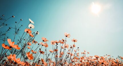 Cadillac Terrain à bâtir - 2238960-11306annonce120250801ZCKdH.jpeg Maisons France Confort