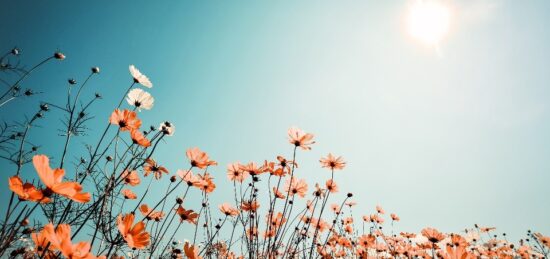 Terrain à bâtir à Cadillac, Nouvelle-Aquitaine