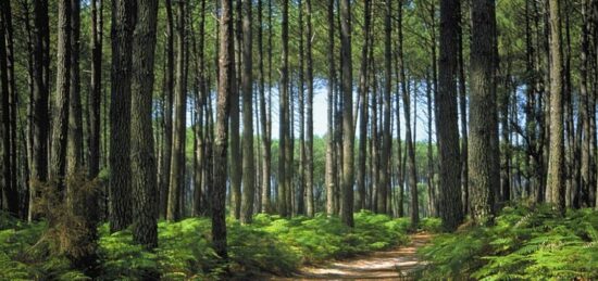 Terrain à bâtir à Gastes, Nouvelle-Aquitaine