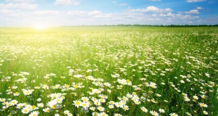 Libourne Terrain à bâtir - 2278820-11596annonce120251118NCPeZ.jpeg Maisons France Confort