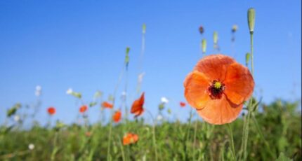 Pessac Terrain à bâtir - 2282632-11594annonce220251130Tuxc7.jpeg Maisons France Confort