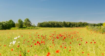 Ozillac Maison neuve - 2283124-11259annonce120250925RVR6Z.jpeg Maisons France Confort