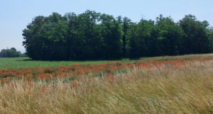 Algolsheim Maison neuve - 2292120-5767annonce120251003tbAwO.jpeg Maisons France Confort