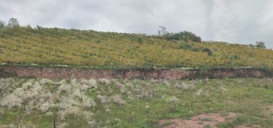 Terrain à bâtir à , Haut-Rhin