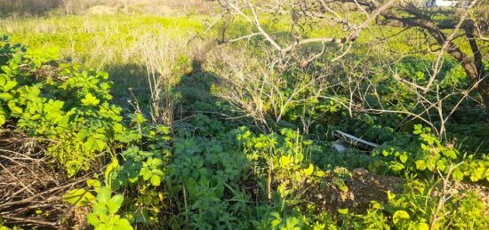 Terrain à bâtir à Solliès-Pont, Provence-Alpes-Côte d'Azur