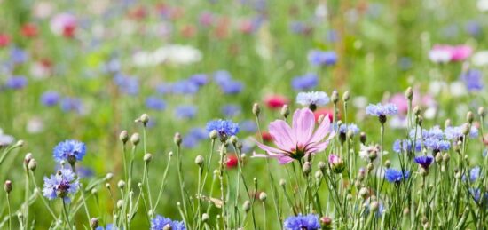 Terrain à bâtir à Mios, Nouvelle-Aquitaine