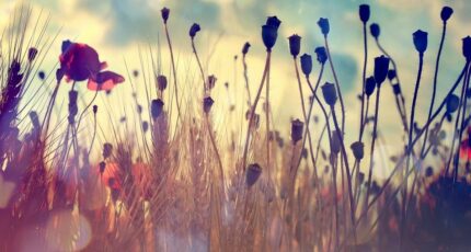 Langon Terrain à bâtir - 2303991-11273annonce120251013IfC2k.jpeg Maisons France Confort