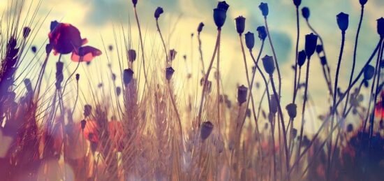 Terrain à bâtir à Langon, Nouvelle-Aquitaine