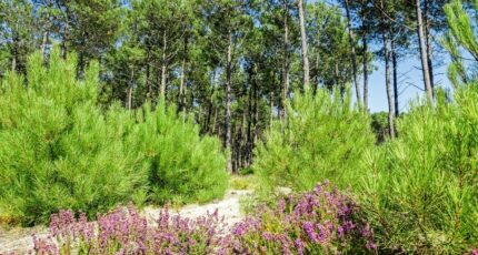 Soustons Maison neuve - 2306919-11553annonce120251015E48wp.jpeg Maisons France Confort