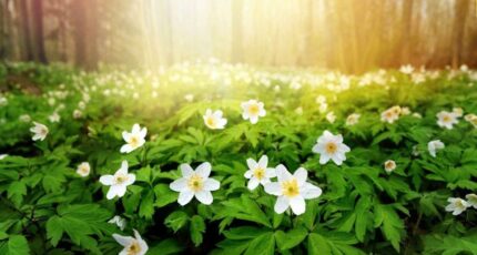 Castets Terrain à bâtir - 2312850-11650annonce120251021zRrT1.jpeg Maisons France Confort