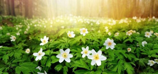 Terrain à bâtir à Castets, Nouvelle-Aquitaine
