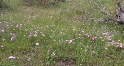 La Cadière-d'Azur Terrain à bâtir - 2264118-7080annonce220250908x62ND.jpeg Maisons France Confort