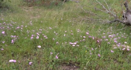 La Cadière-d'Azur Terrain à bâtir - 2264118-7080annonce320250908ifx5t.jpeg Maisons France Confort