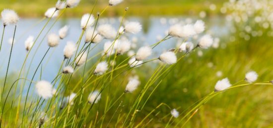 Terrain à bâtir à Hourtin, Nouvelle-Aquitaine