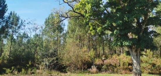 Terrain à bâtir à Sanguinet, Nouvelle-Aquitaine