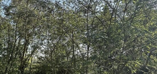 Terrain à bâtir à Langon, Nouvelle-Aquitaine