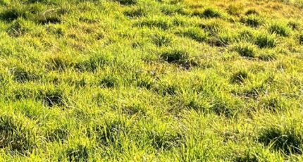 Le Teich Terrain à bâtir - 2341754-11279annonce120251118rE250.jpeg Maisons France Confort