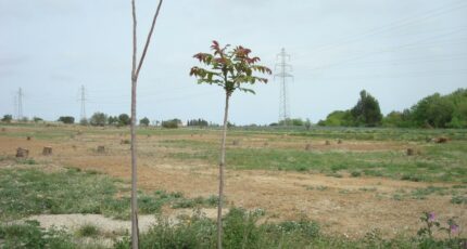 Perpignan Maison neuve - 2267461-666annonce120250911apFsz.jpeg Maisons France Confort