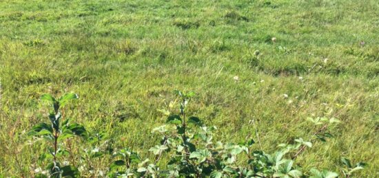 Terrain à bâtir à , Ain