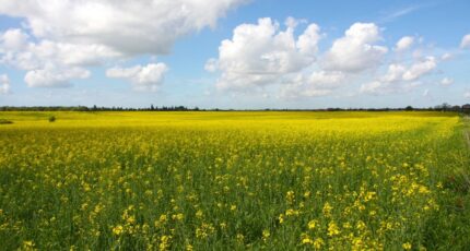 Portets Maison neuve - 2301281-11306annonce120250916eemtm.jpeg Maisons France Confort