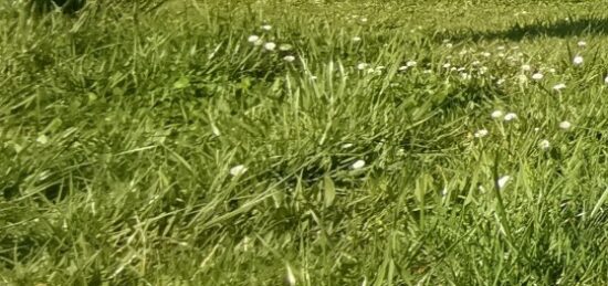 Terrain à bâtir à Antonne-et-Trigonant, Nouvelle-Aquitaine